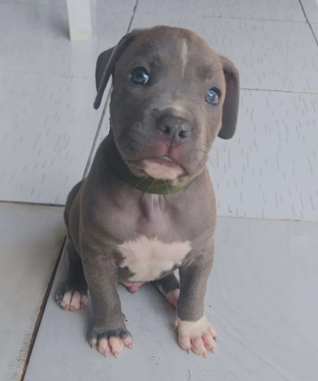 Pitbull  - Foto 3