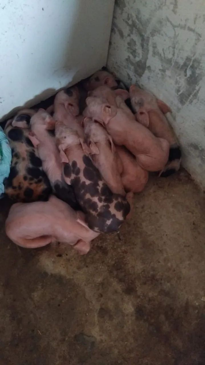 Vende-se porcos de raça 