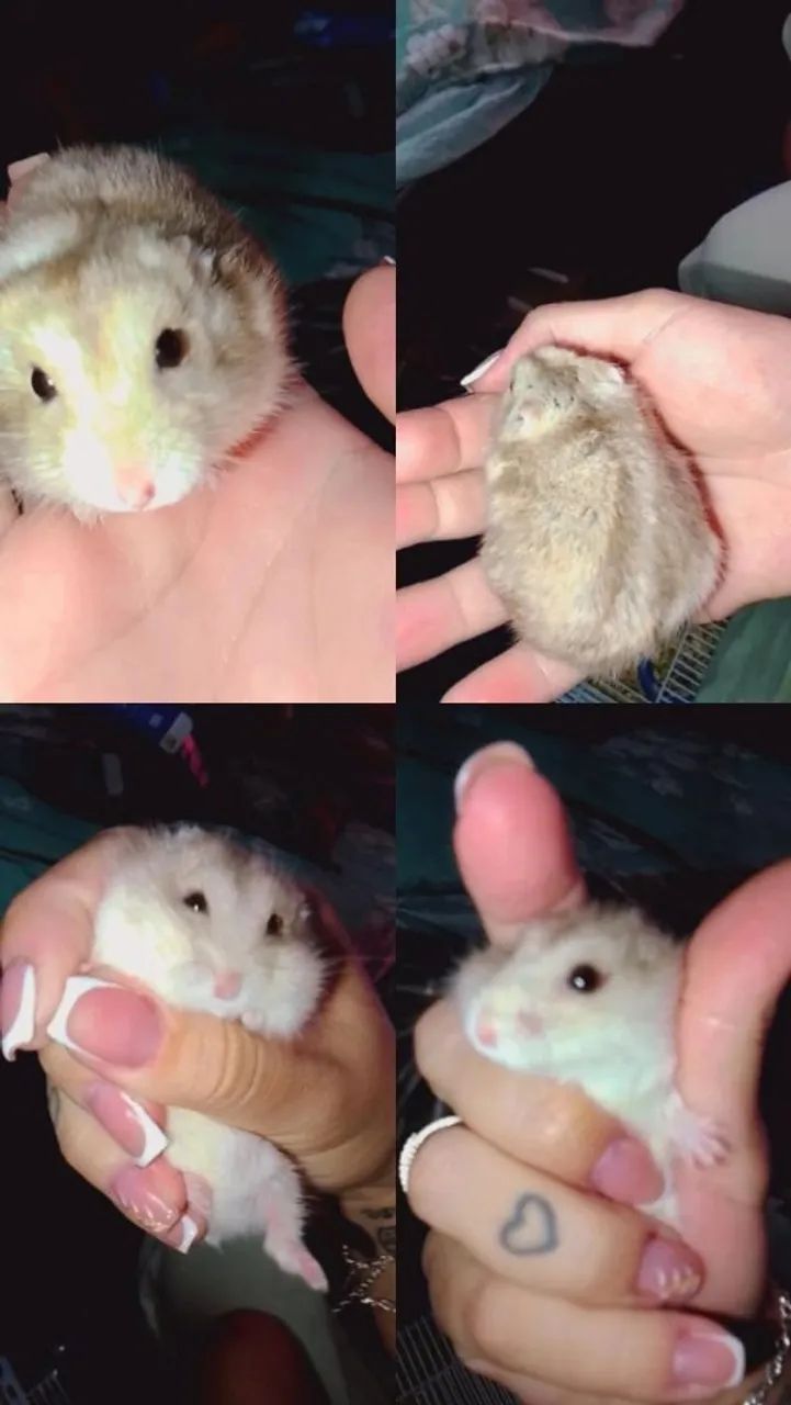 Hamster ? - Foto 3