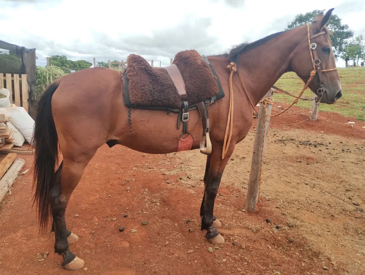 Vende-se cavalo