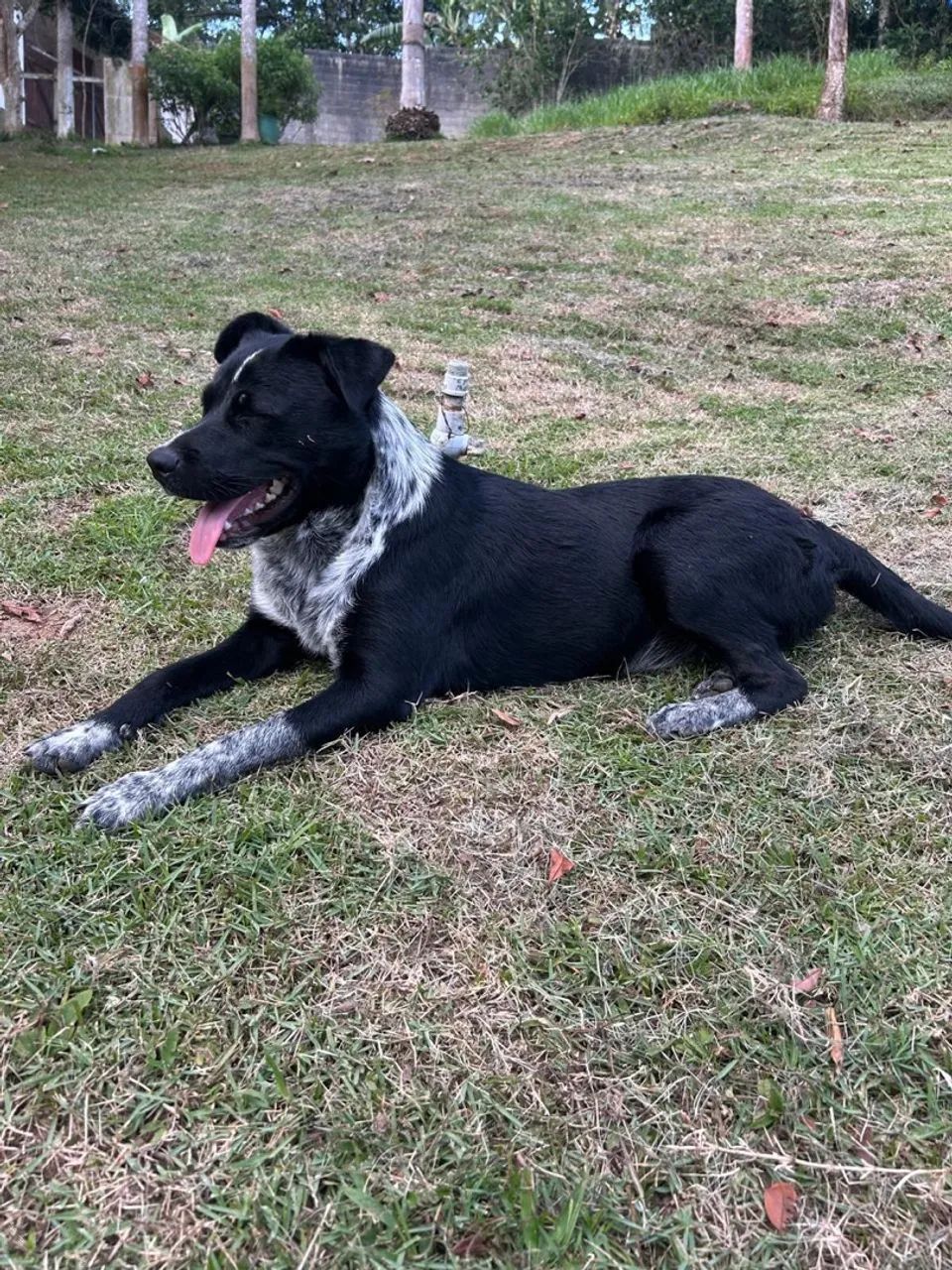 Doação de cachorro - Foto 2