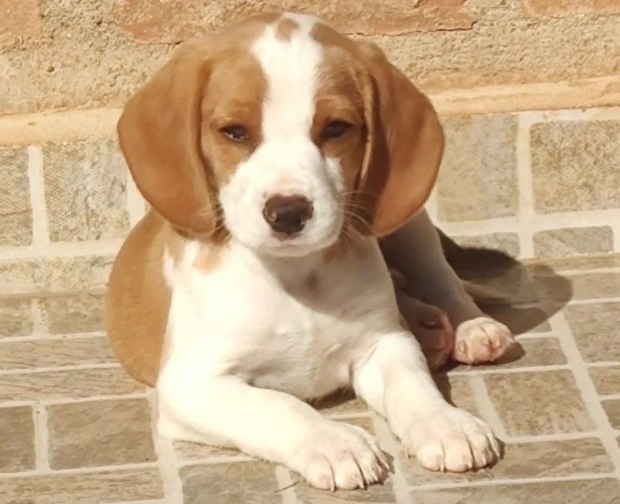 Último machinho bicolor - Foto 2