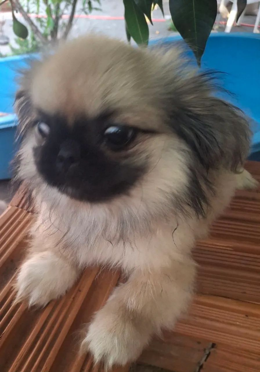 Pequines! - Foto 3