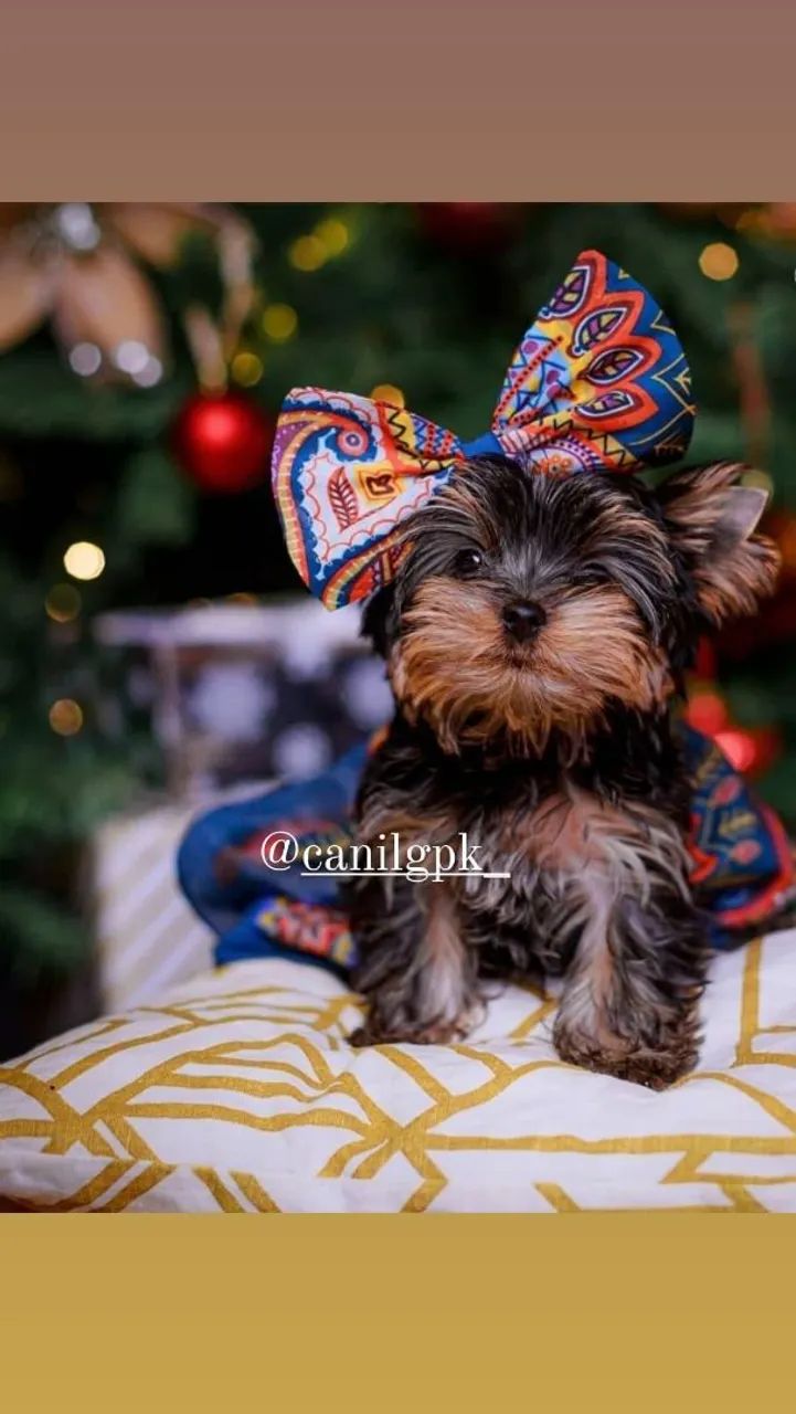 Bebês yorkshire terrier micro com pedigree! - Foto 4