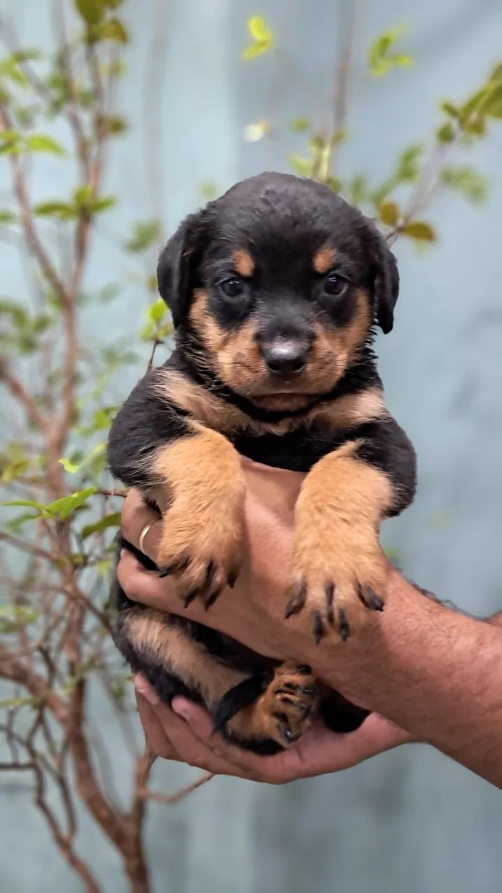 FILHOTES ROTTWEILER  - Foto 5