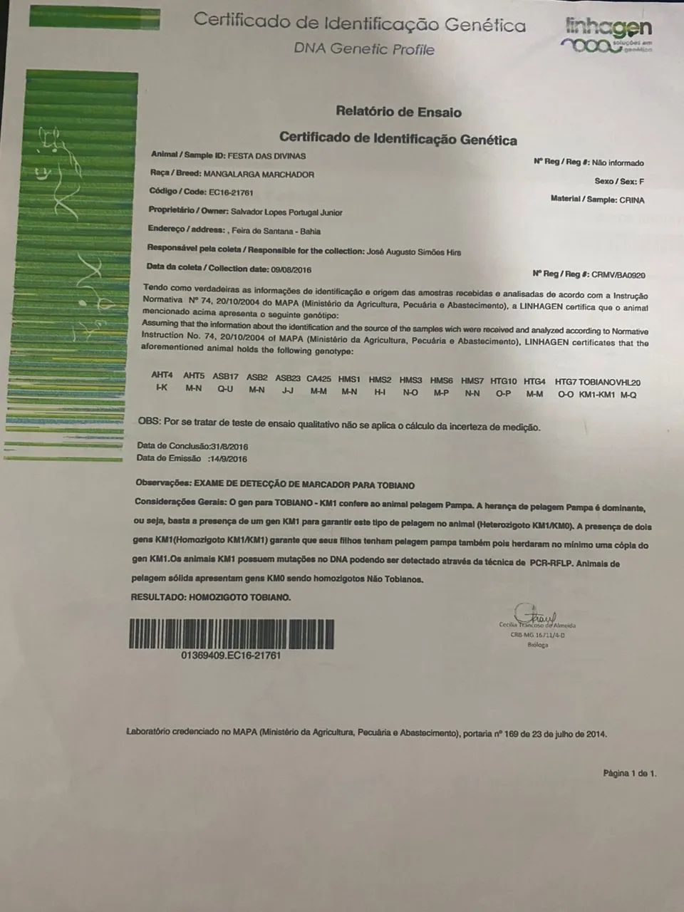 Égua homozigoto  - Foto 3