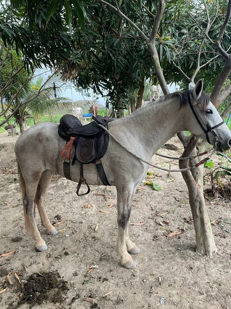 Égua mangalarga  - Foto 4