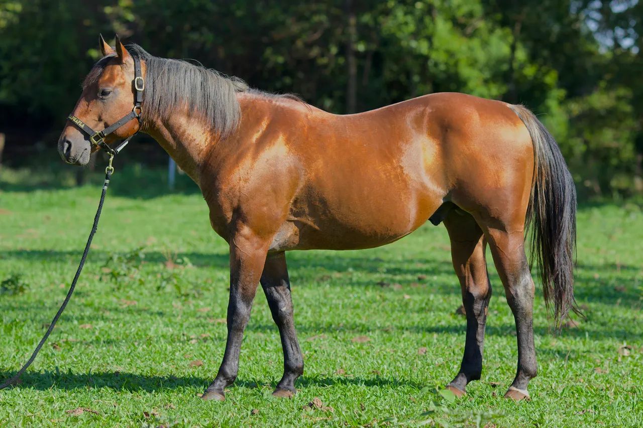 Cavalo garanhão quarto de milha registrado - Foto 6