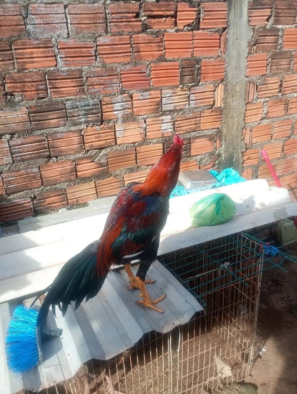 Galo  - Foto 4