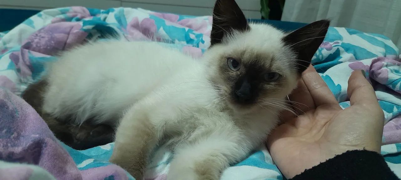 Doação Gato filhote siamês  - Foto 2