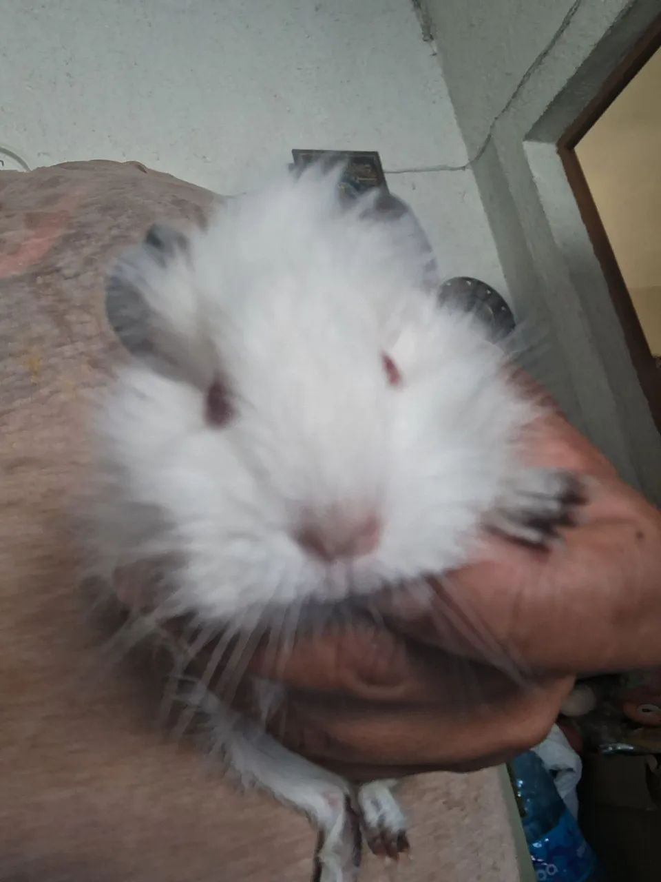 Vendo 2 pouquinho da Índia às 2 é fêmea   - Foto 5