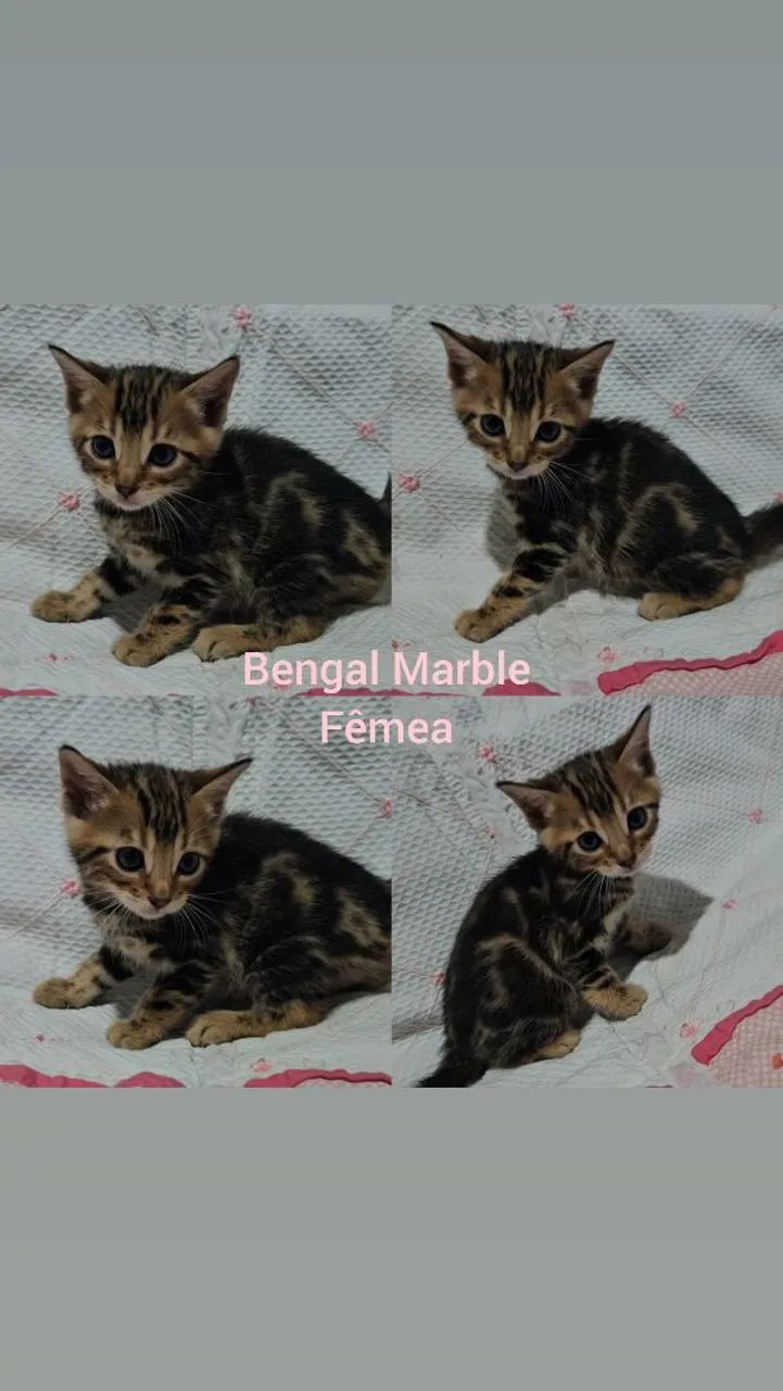 Bengal Filhotes - Gatil BSB Cat  - Foto 4