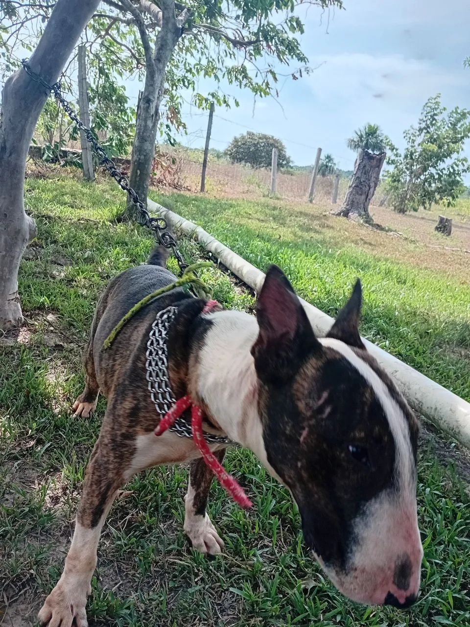 Bull terrier  - Foto 3