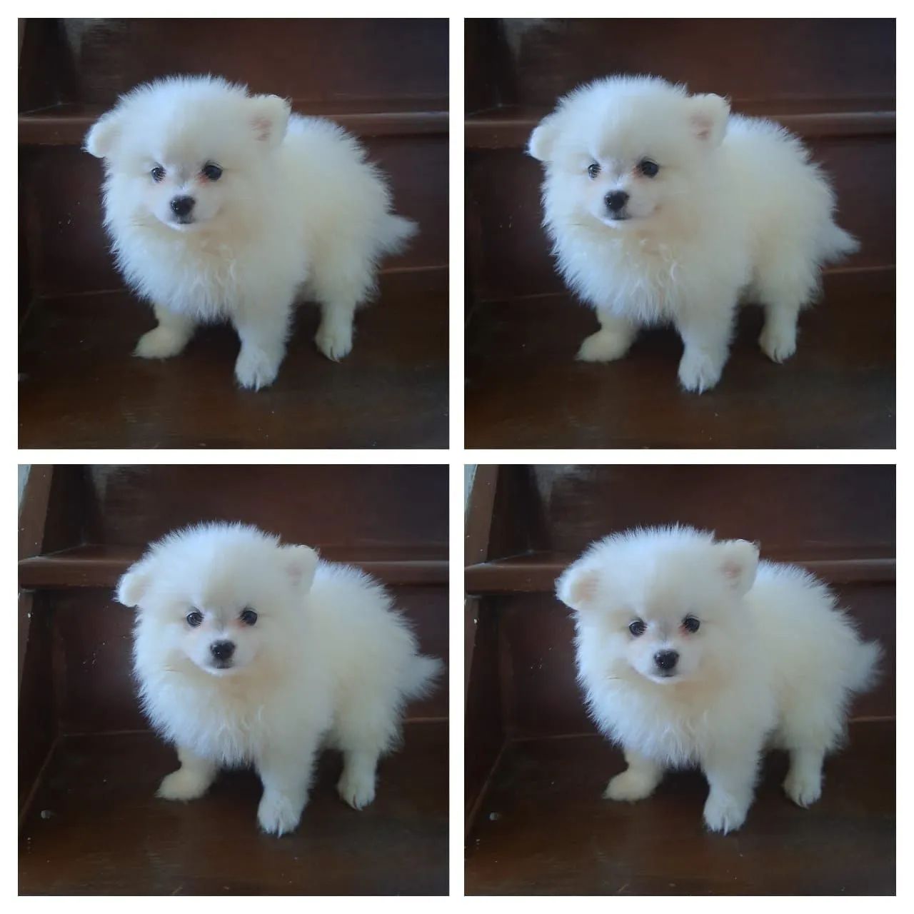 Spitz alemão 