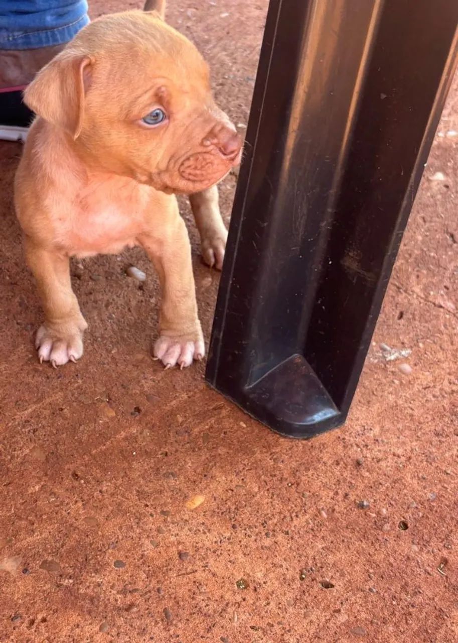  filhote Pitbull 