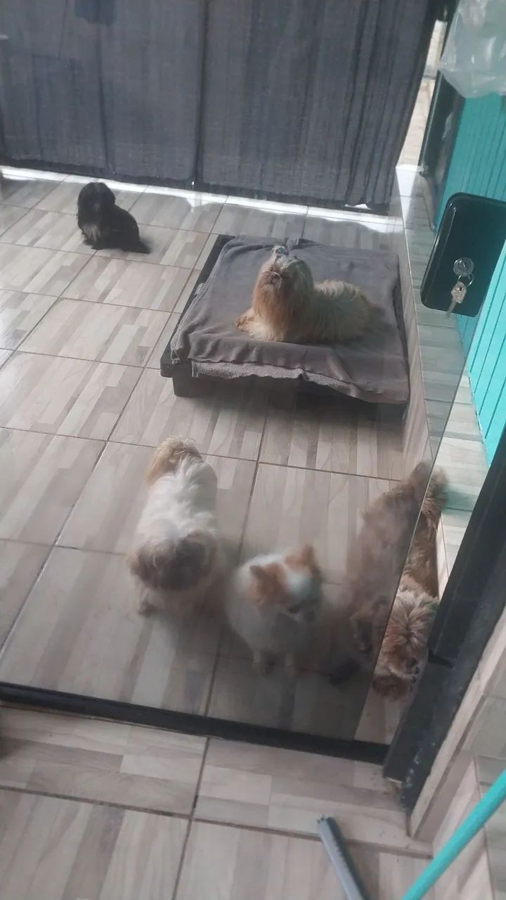 Shih tzu  - Foto 2
