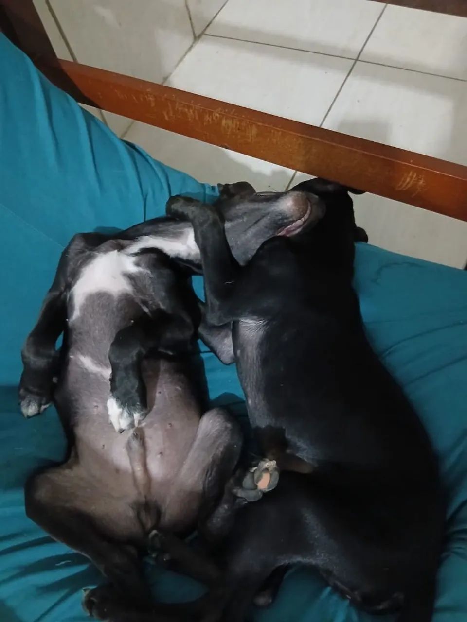 Doação  - Foto 3