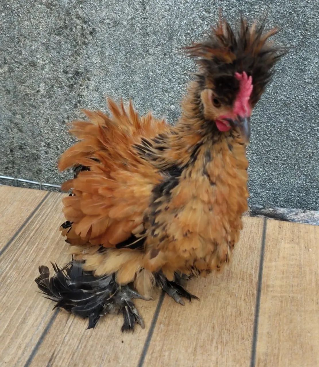 Garnise modelado