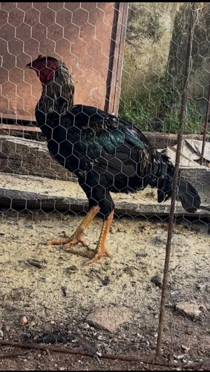 Vendo galo índio gigante 