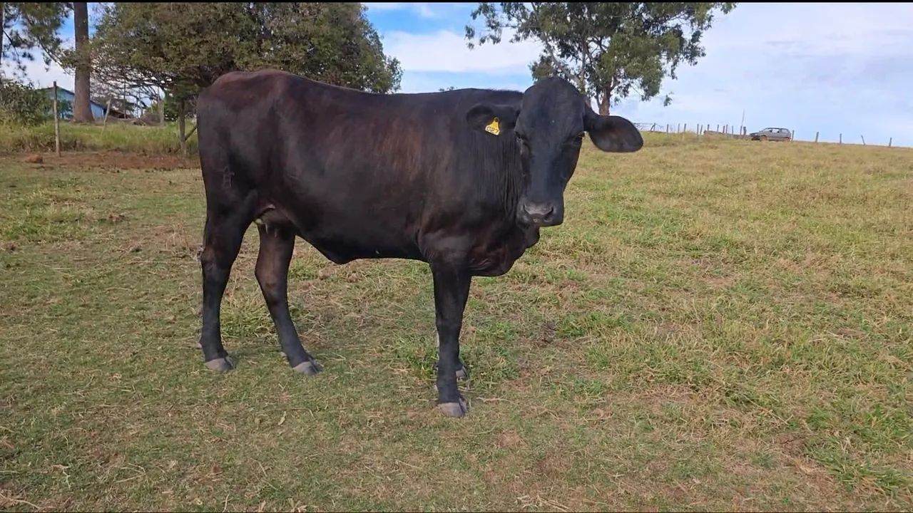 Novilhas Leiteiras - Foto 4