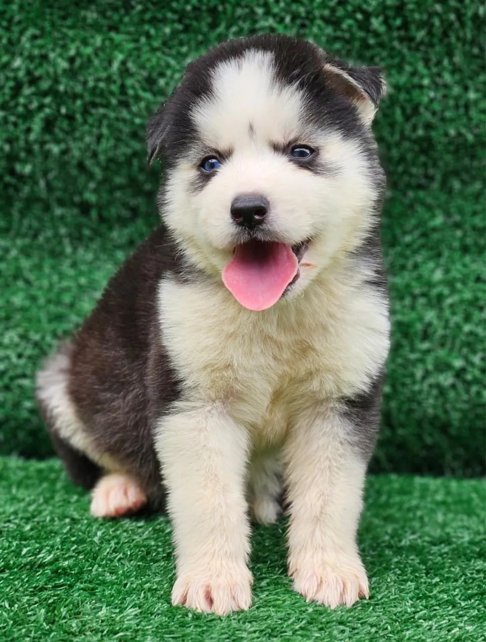 Husky siberiano  - Foto 3