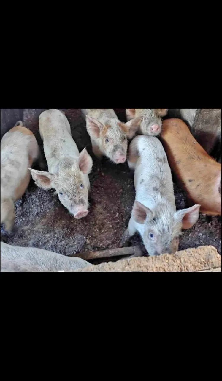 Porco Caipira - Foto 2