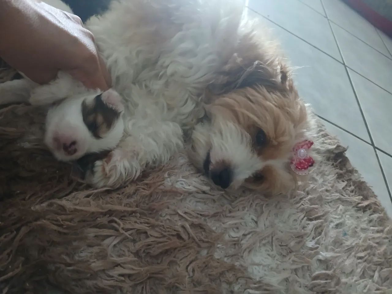 Shitzu  - Foto 4