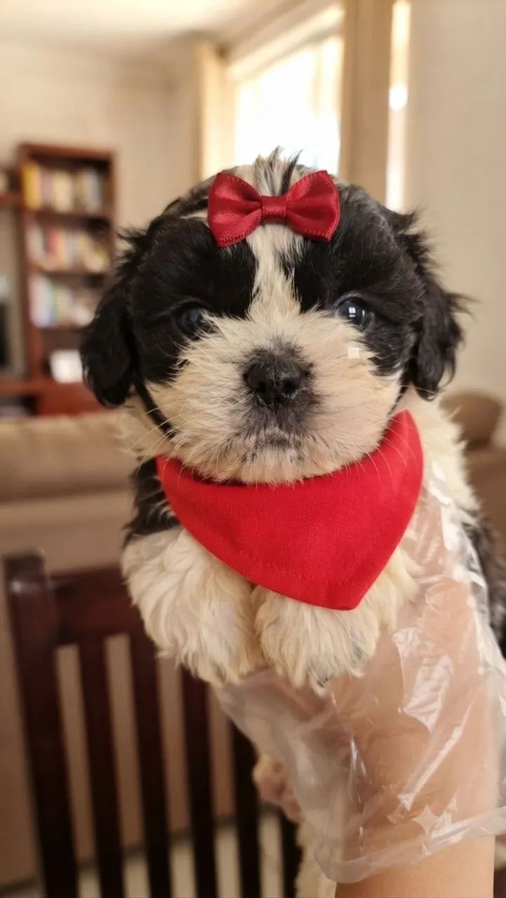 Fêmea e Macho com Pedigree incluso  - Foto 5