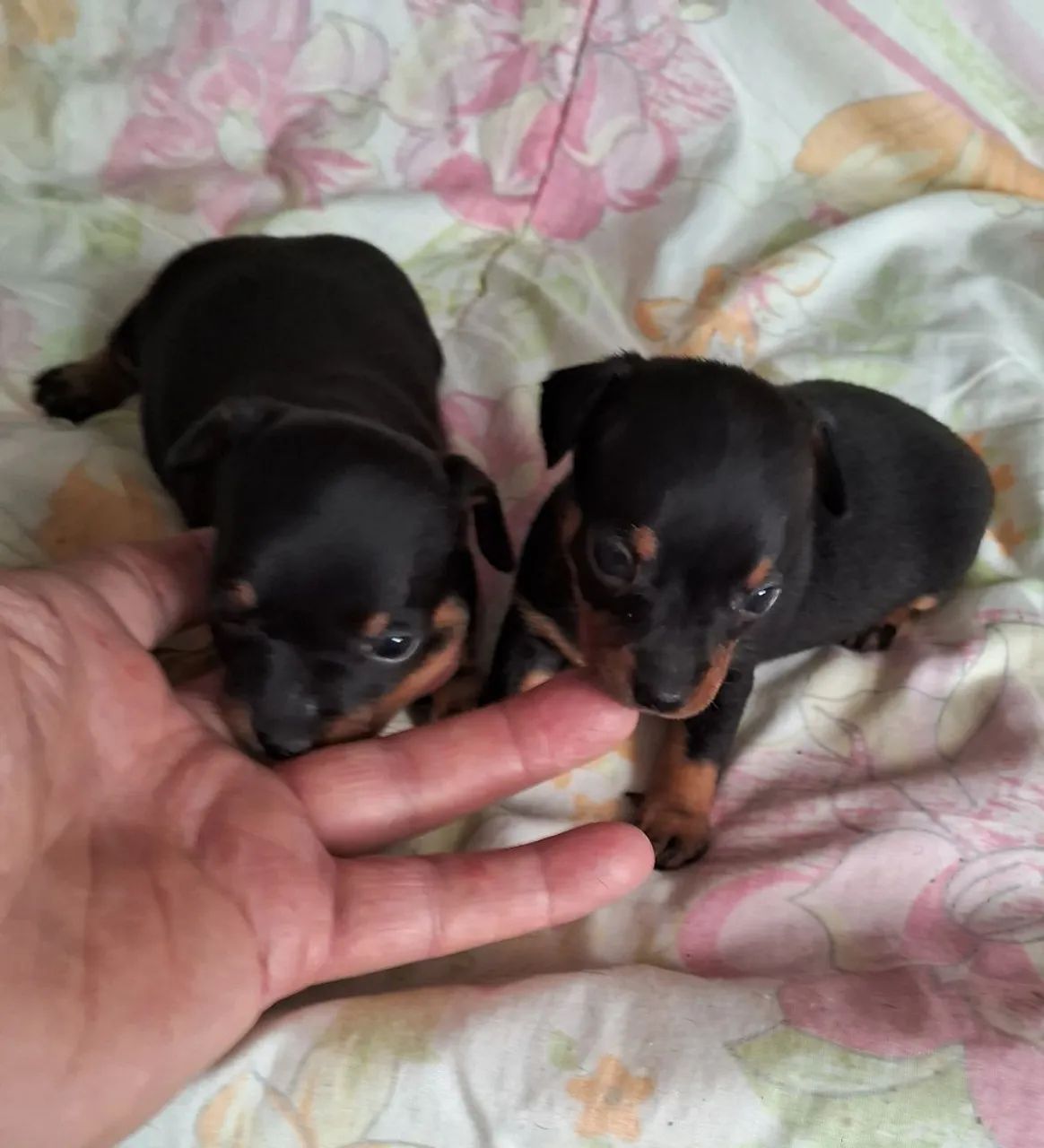 Animal de estimaçao  - Foto 4