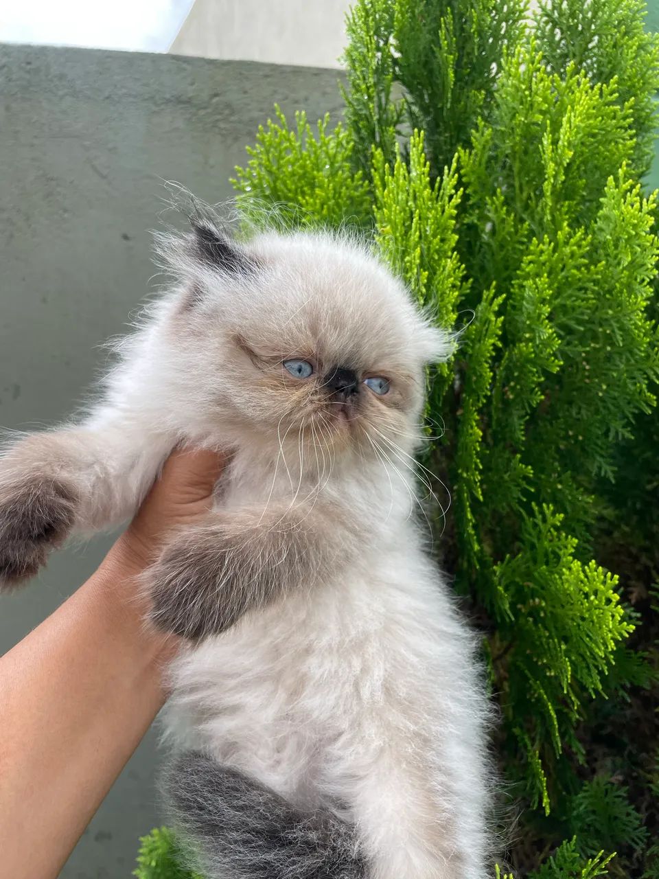 Gatos persas!  - Foto 2
