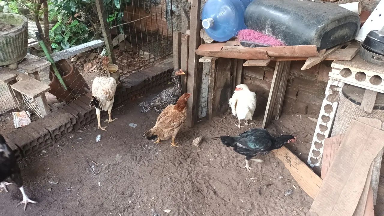 Galinha caipira viva ou abatida na hora. - Foto 4