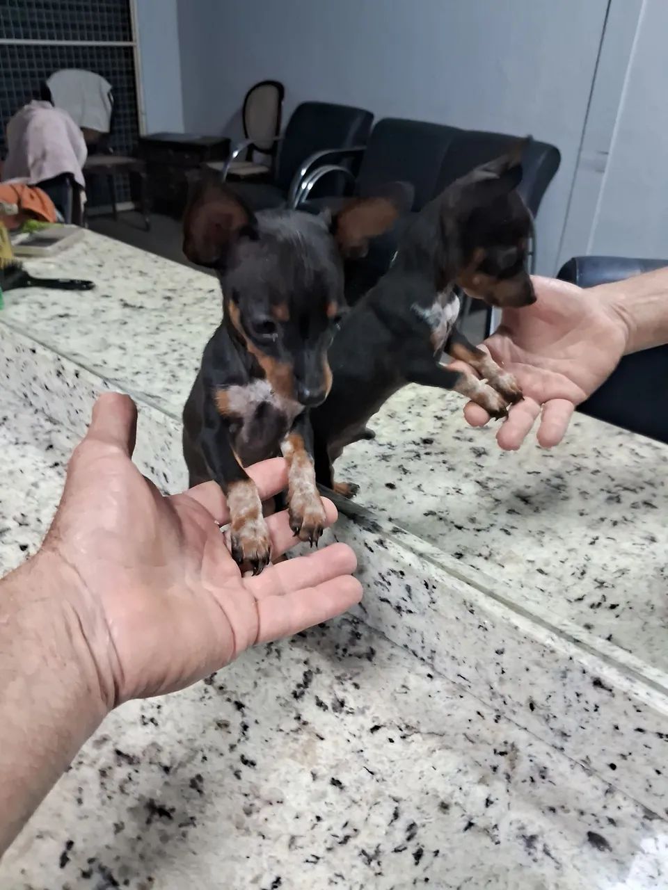 Filhotes de pincher zero - Foto 4