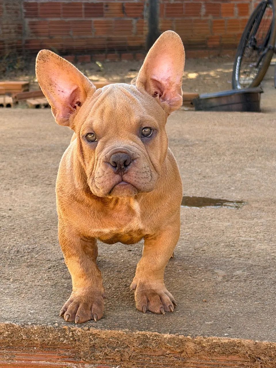 American Bully Micro Exótico 