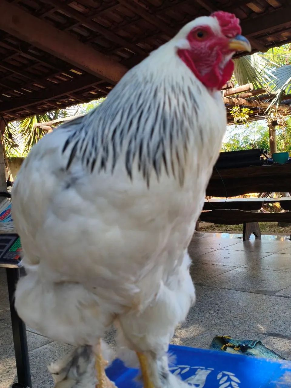 Galo Brahma light  - Foto 2