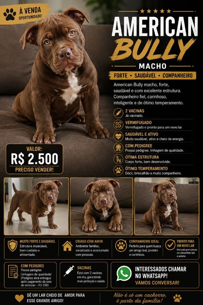 American Bully Macho à Venda
