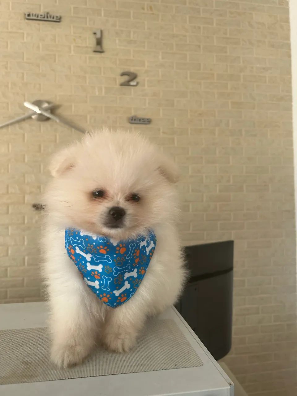 Lulu da pomerania