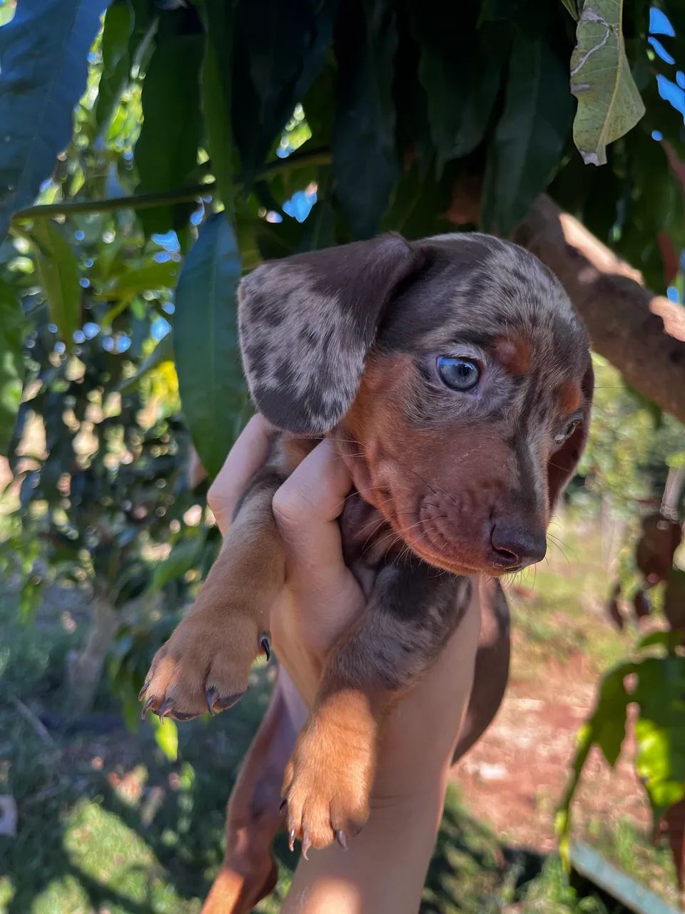 Filhote macho Arlerquim chocolate (último disponível)  - Foto 4