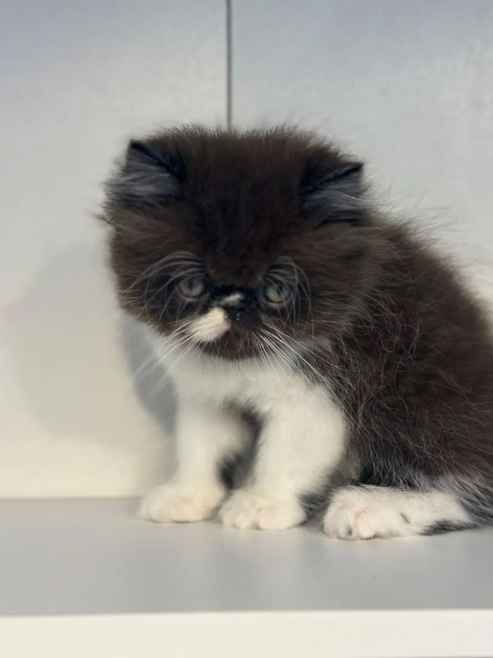 Gato.persa macho  preto e branco - Foto 4