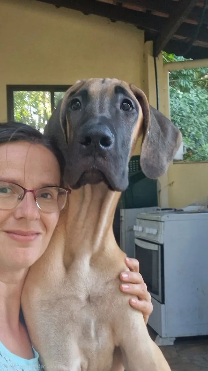 Macho de Dogue Alemão, 8 meses.  - Foto 3