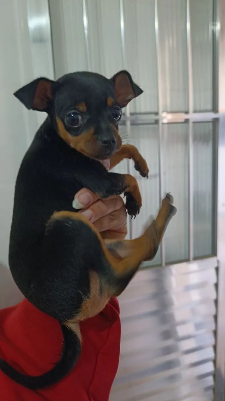 Pinscher  - Foto 2