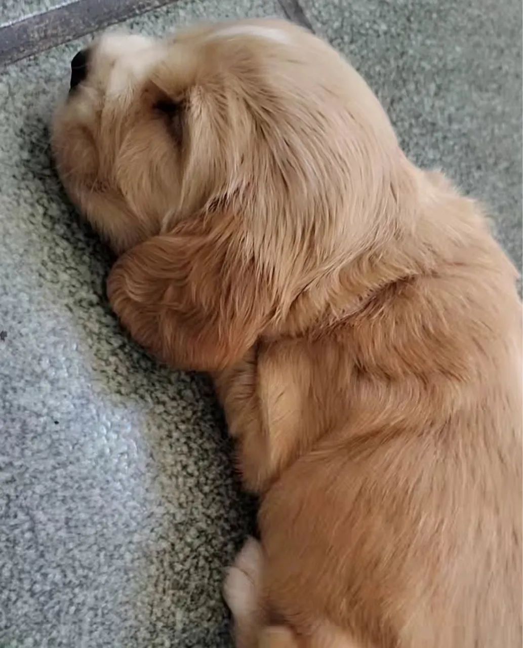 Filhotes de Cocker Spaniel Inglês  - Foto 2