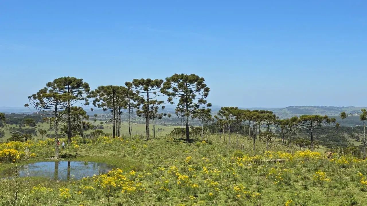 Terreno com 20 hectares em Urupema - Foto 5