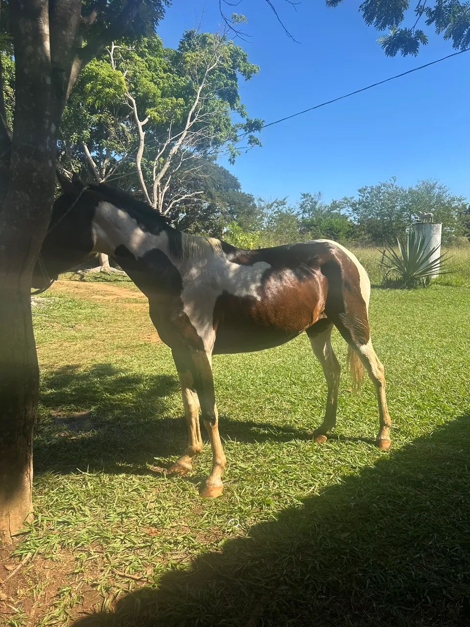 Égua e potro a venda - Foto 2