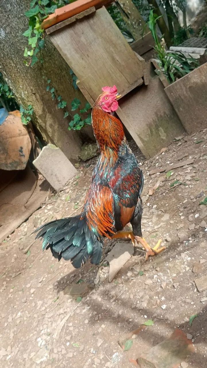 Galo - Foto 2