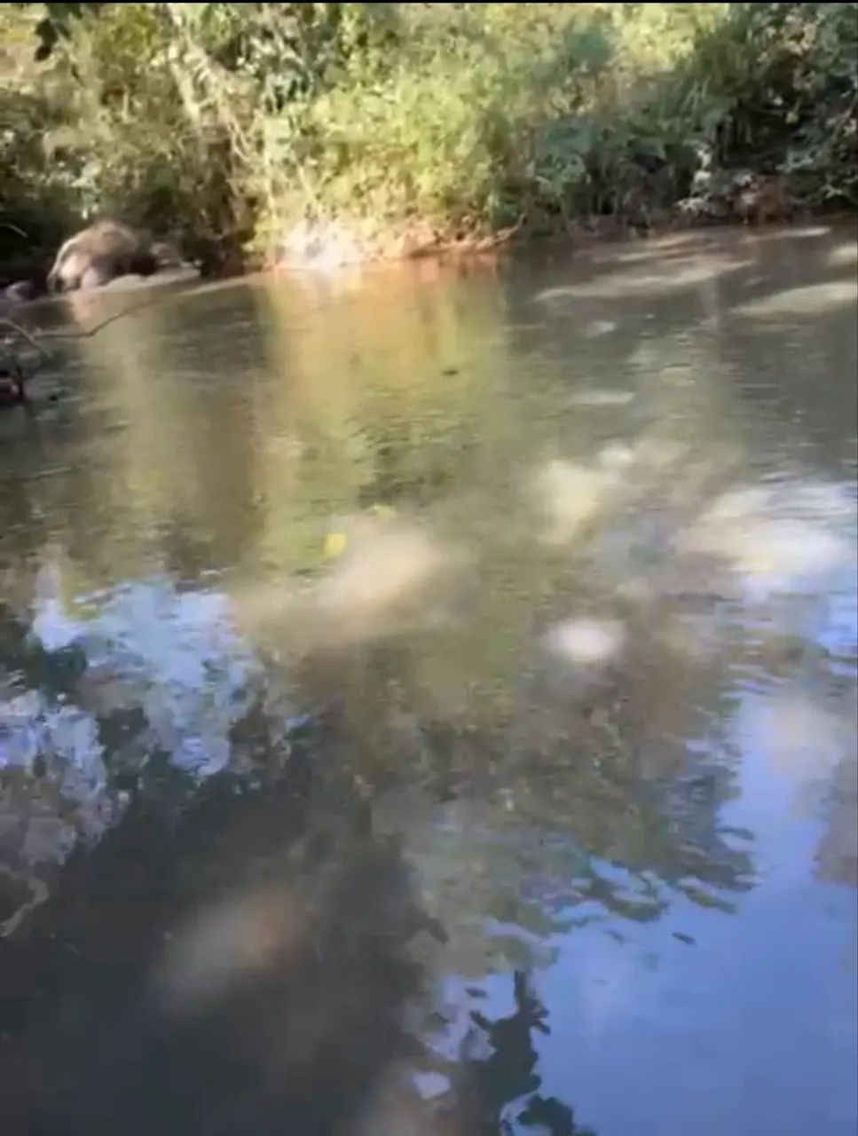 Chácara com Rio em trindade  - Foto 2
