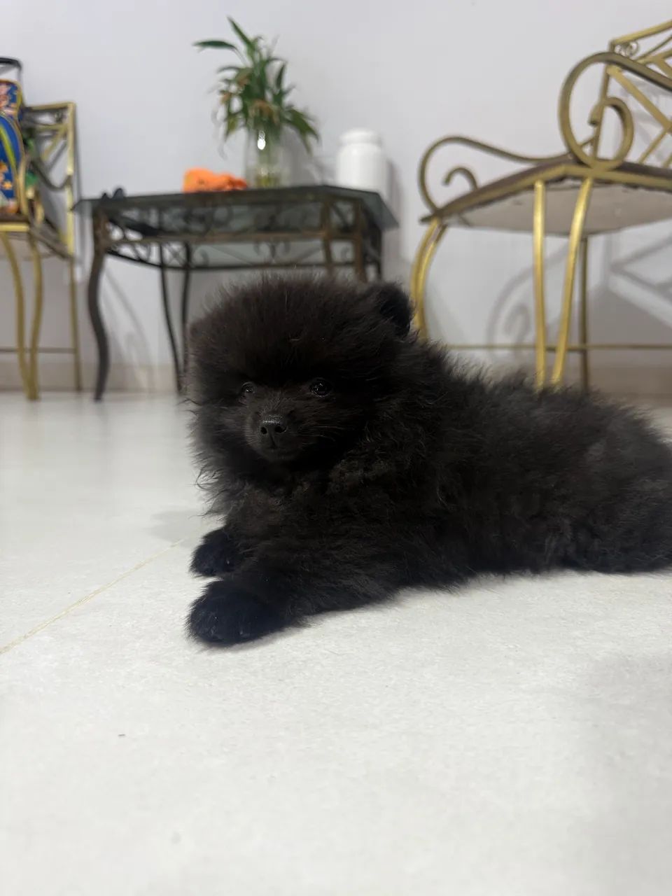 Filhote Macho Spitz Alemão 