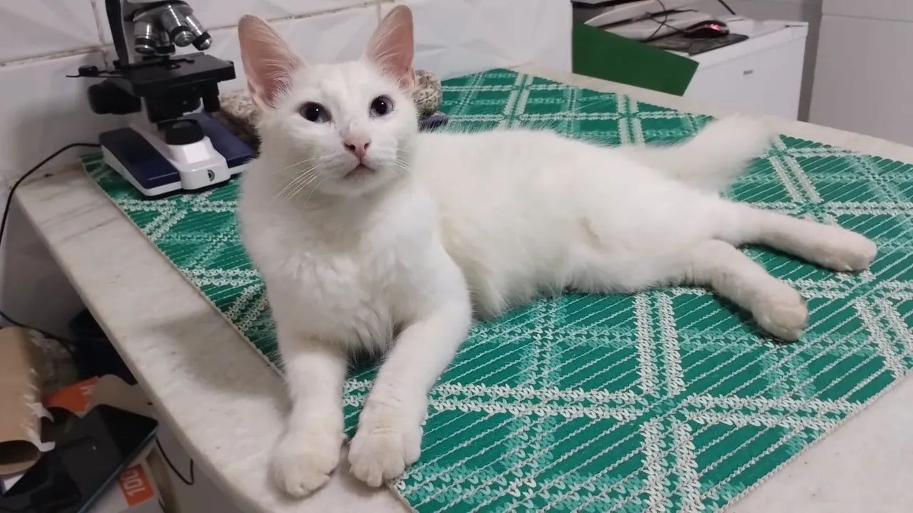 Gatinho para adoção 