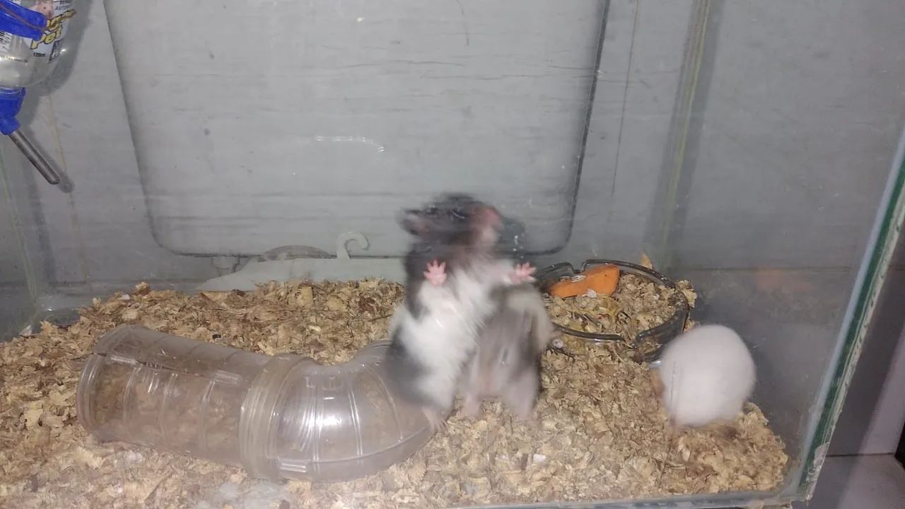 Vende hamster  - Foto 3