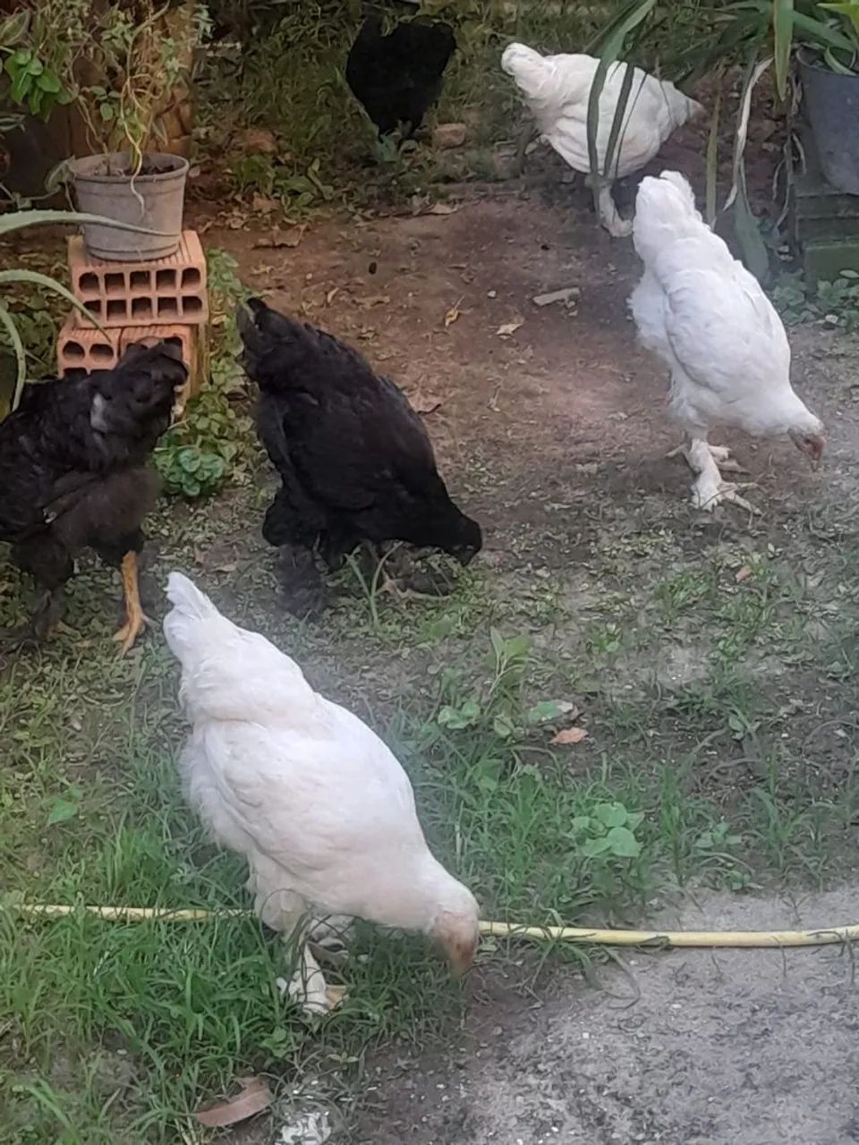 Frangos e frangas raças Brahma e carijó  - Foto 3