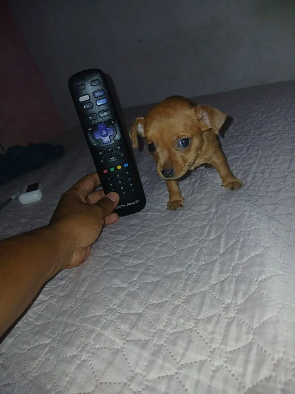 Pinscher 